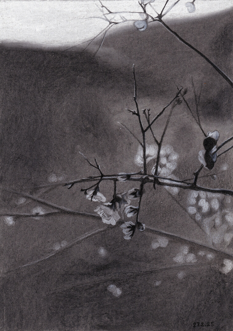 A Charcoal painting of a blooming almond tree