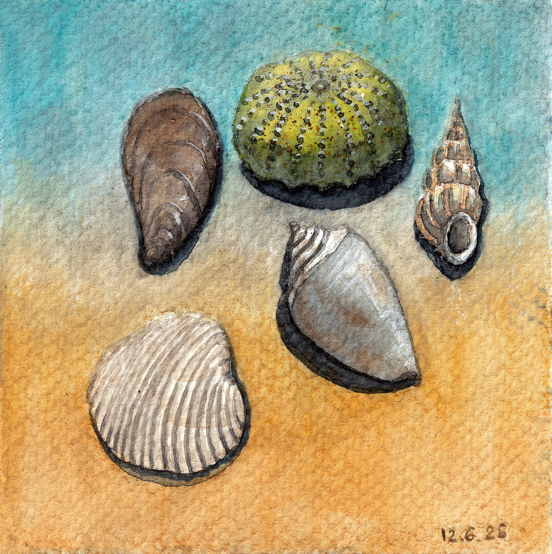 A watercolor painting of sea shells